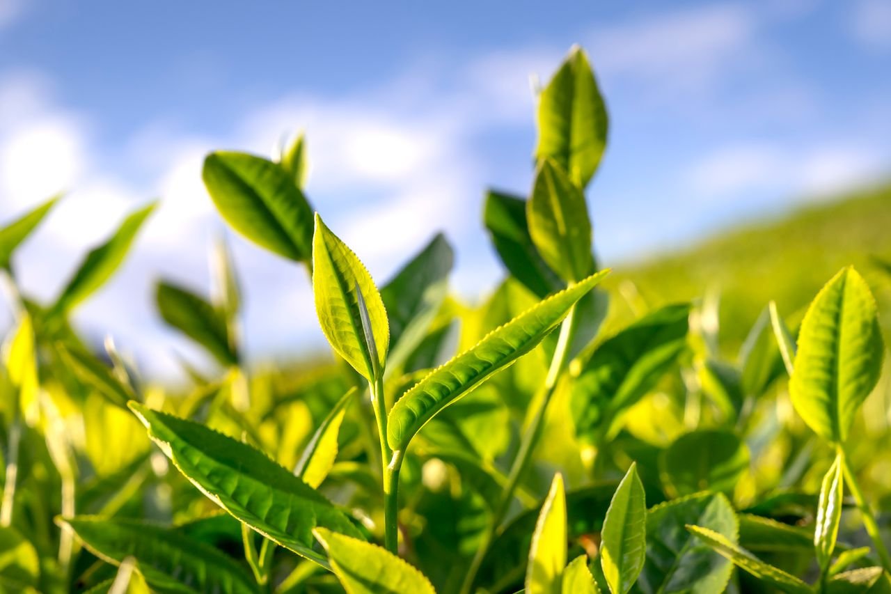 The Art of Drawing Readers In: Your attractive post title goes here Close-up of fresh green tea leaves basking in bright sunlight.
